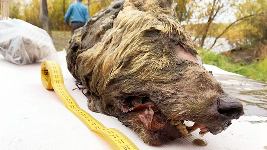 Hallan en Siberia impresionante cabeza de un lobo gigante de más de 30 mil años con colmillos y el cerebro intactos