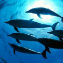 Los delfines hacen amigos igual que los humanos: buscando intereses en común