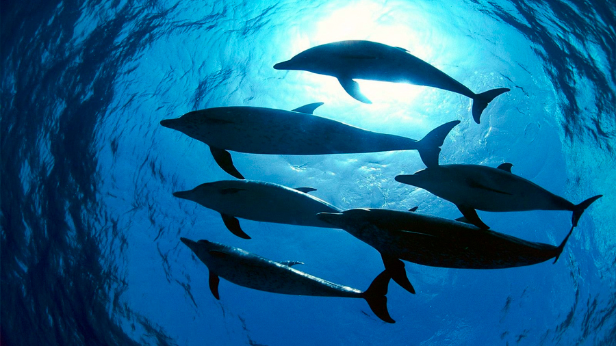 Los delfines hacen amigos igual que los humanos: buscando intereses en común