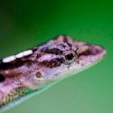 La forma de reproducción en vertebrados con capacidades vivíparas y ovíparas podría estar creando nuevas especies