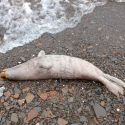 Más de 60 focas en peligro de extinción aparecen muertas en las costas de Alaska, y nadie sabe por qué