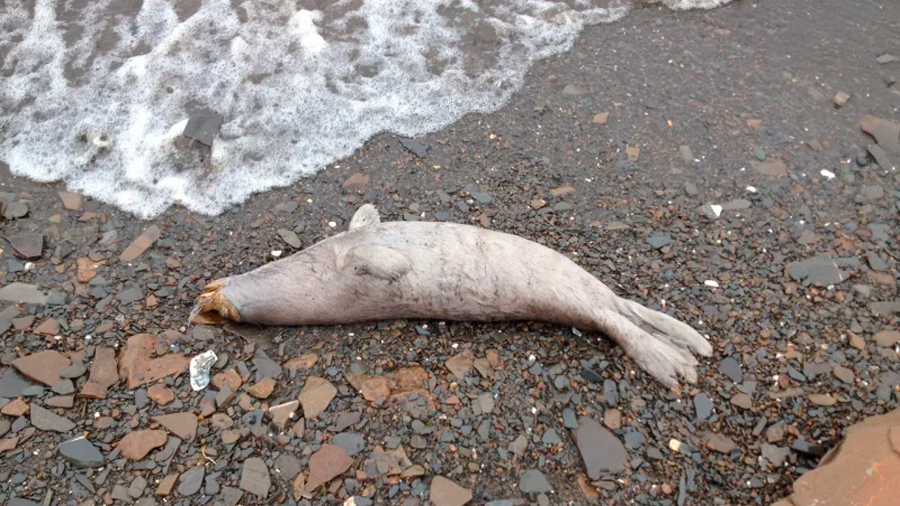 Más de 60 focas en peligro de extinción aparecen muertas en las costas de Alaska, y nadie sabe por qué