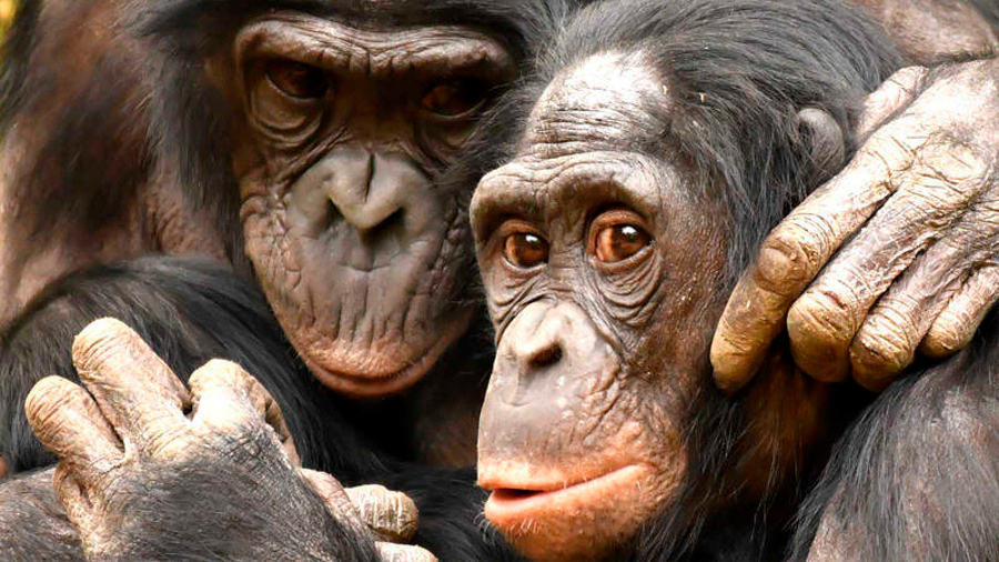 El 60% de las especies de primates en riesgo de extinción por pérdida de hábitats
