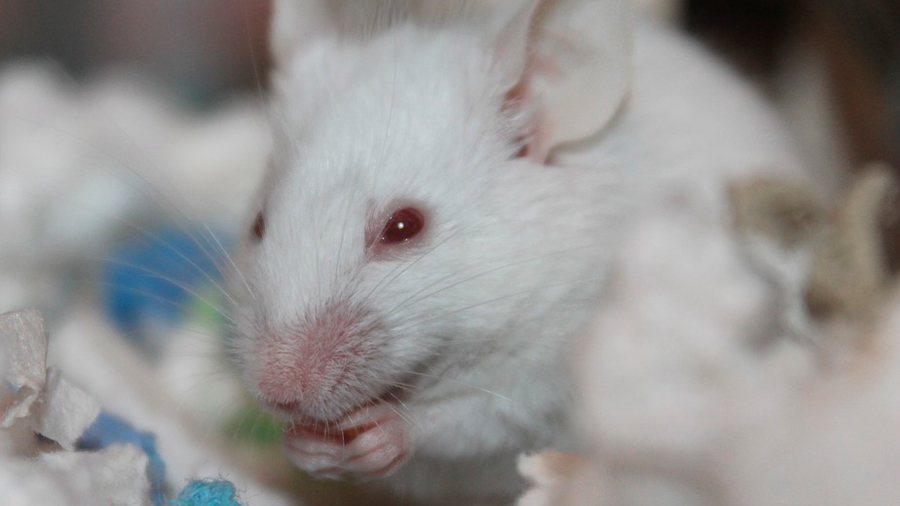 ¿Juventud eterna? Científicos usan sangre de ratones jóvenes para prolongar la vida de roedores más viejos