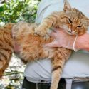 Descubren el 'gato-zorro', una nueva especie de felino salvaje asentada en Córcega