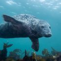 Un dispositivo portátil desvela el secreto del buceo de las focas