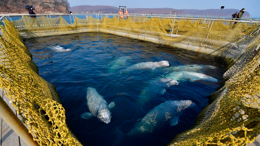Rusia comienza a liberar a las ballenas “encarceladas” tras el clamor internacional