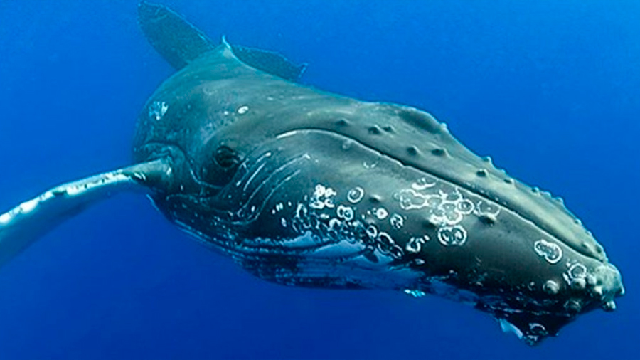 Captan canto inédito de una de las ballenas más desconocidas del planeta
