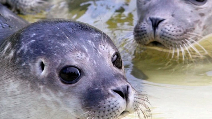 Científicos revelan que las focas son capaces de 'imitar sonidos de palabras' y las enseñan a cantar