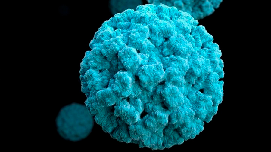 Investigadores descubren un potente anticuerpo que inhibe múltiples cepas de norovirus