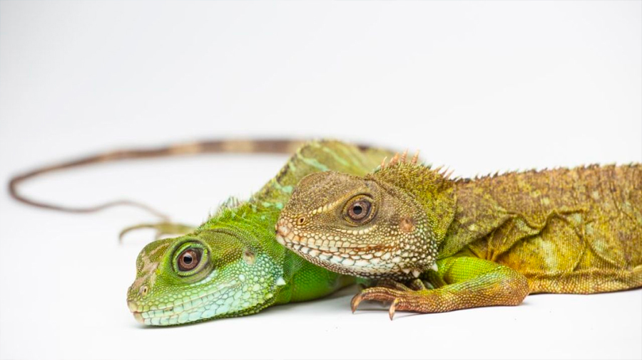 Crías de dragón verde nacen de una madre virgen