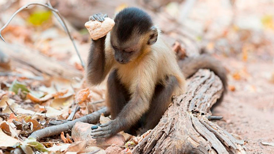 Los monos capuchinos sudamericanos comenzaron a usar herramientas de piedra hace al menos 3.000 años