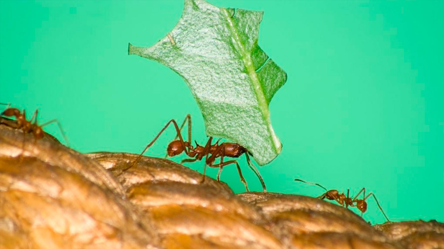 Las hormigas domestican plantas con heces para alterar su fisiología