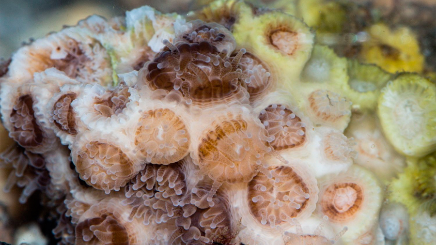 Increíble adaptación de un coral que prefiere comer microplásticos a alimentos naturales