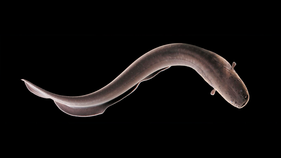 Nuevos estudios revelan aspectos sorprendentes de la temible y electrizante anguila