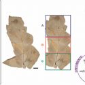 Logran reconstruir un helecho de hace 129 millones de años