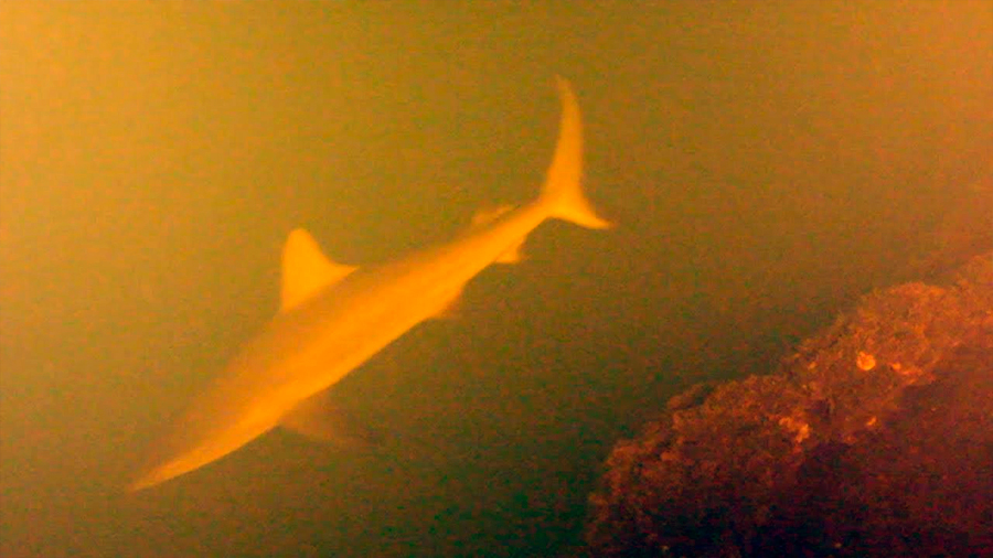 Descubren tiburones vivos dentro de volcán activo