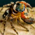 Descubren nuevas especies de arañas saltarinas, una de ellas con danzas rituales fascinantes