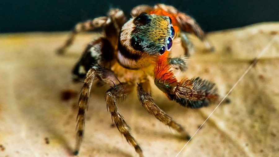 Descubren nuevas especies de arañas saltarinas, una de ellas con danzas rituales fascinantes