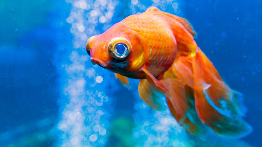 Los peces no se comunican con las personas ni tienen expresiones faciales, evidencian científicos