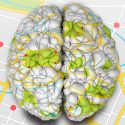 Descubren cómo funciona el GPS cerebral