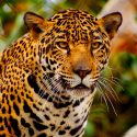México: ante sequía, instalan bebederos para evitar que especies en riesgo de extinción mueran de sed