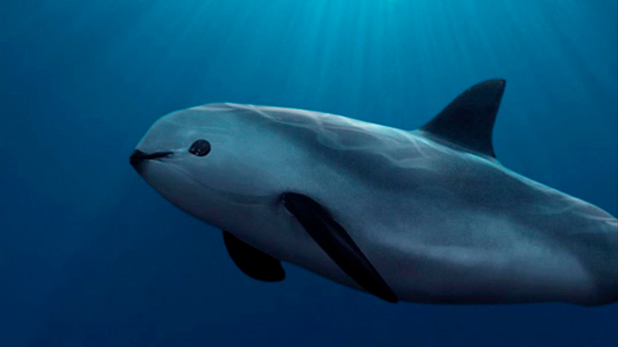 Hábitat mexicano de la vaquita marina es declarado ‘Patrimonio Mundial en peligro’