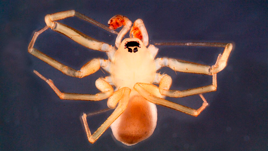Identifican una nueva familia de arañas tras quince años de estudiarlas