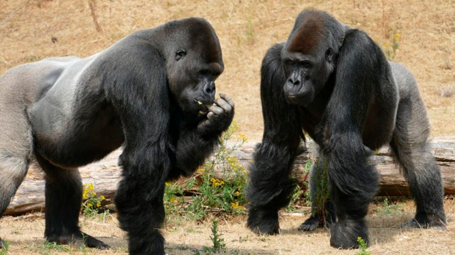Estudio revela que los gorilas tienen amigos "para toda la vida" y celebran fiestas anuales