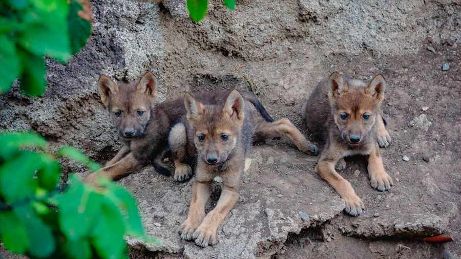 Nacen en cautiverio tres cachorros de lobo gris mexicano (Canis lupus), especie clasificada extinta