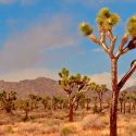 Los árboles de Josué y sobrevivientes de la era de los mamuts afrontan la extinción
