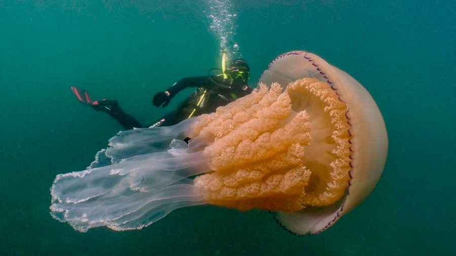 Sorprendente encuentro entre unos buzos y una medusa gigante, del tamaño de un humano