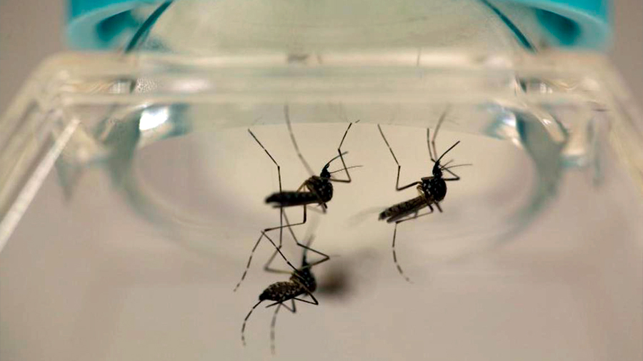 Prueban con éxito dos técnicas para controlar al mosquito ‘Aedes’, portador del dengue