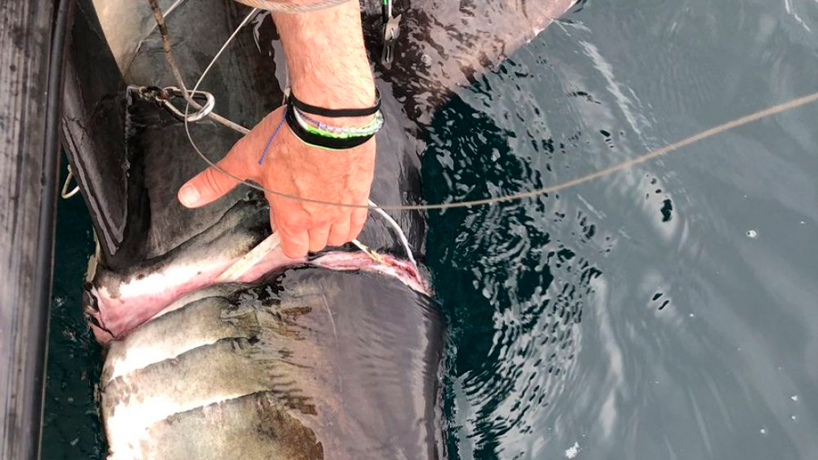 Rescatan a tiburón con profundos cortes tras llevar "años" una cinta de plástico enrollada en el cuerpo