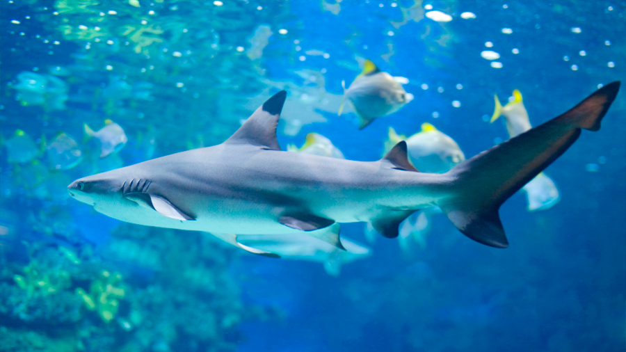 Los tiburones se comen unos a otros dentro del vientre materno, según estudios