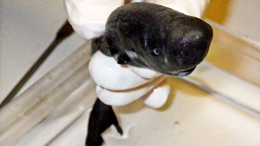 Descubren una nueva especie de tiburón que brilla en la oscuridad