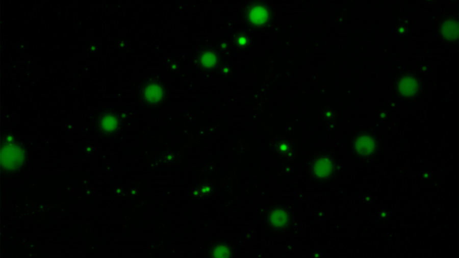 Nuevas estructuras químicas explican el origen de la vida celular