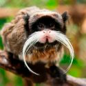 Los monos contribuyen a la regeneración de los bosques tropicales