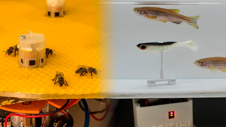 Robots consiguen que peces y abejas se comuniquen entre sí