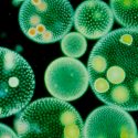 Algas ancestros de las plantas llegaron a tierra firme dentro de hongos