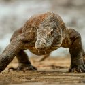 Indonesia cerrará la isla de Komodo para proteger de la extinción a los dragones