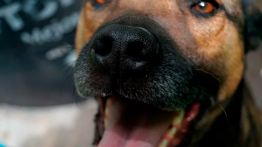Vía IA, la nariz de tu perro será como su huella dactilar para rastrearlo en caso de pérdida