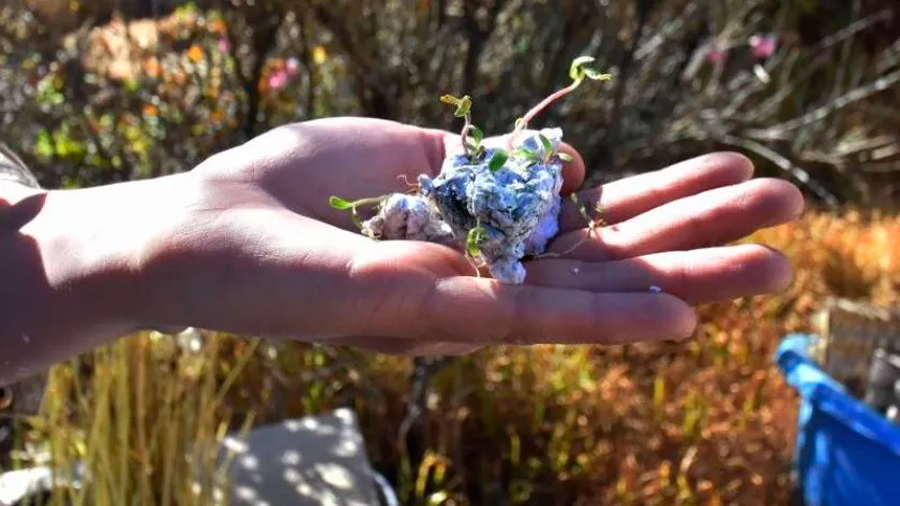 Crean papel biodegradable que florece