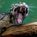 Incendios en la Amazonía amenazan a especies como el leopardo y el manatí