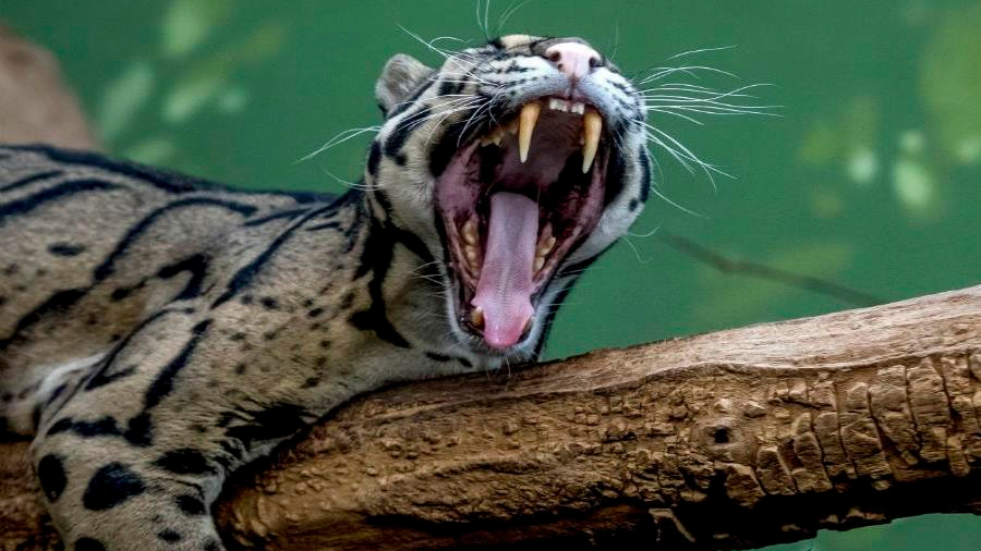 Incendios en la Amazonía amenazan a especies como el leopardo y el manatí
