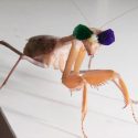 Investigadores descubren que las mantis religiosas pueden ver en 3D
