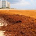 Investigadores mexicanos desarrollan proyecto para convertir el sargazo en biogás