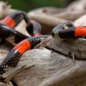 Veneno de serpiente de coral muestra potencial uso contra cáncer
