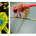 Científicos mexicanos identifican las claves para la supervivencia de los insectos