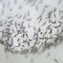 Científicos logran volver infértiles a los mosquitos que transmiten dengue